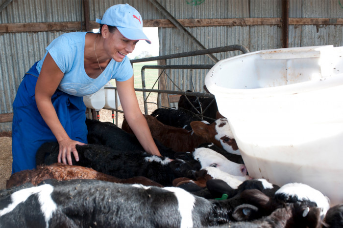 A dairy herd manager feeding calves milk