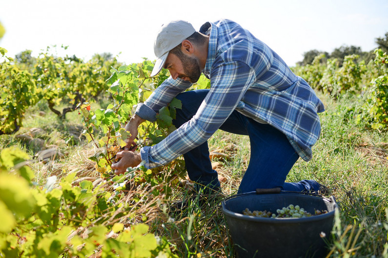 A seasonal worker harvesting grapes