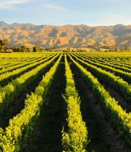 Country vineyard