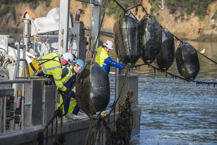 Aquaculture farmers pull up mussel lines from the side of a ship