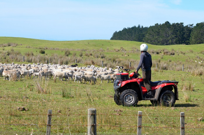 Farmer on a quad bike herds sheep in a paddock