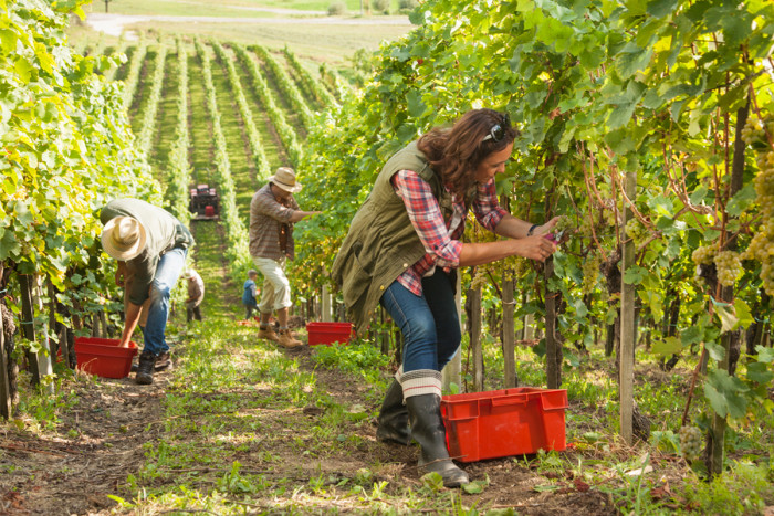 A female vineyard worker picking grapes with her team
