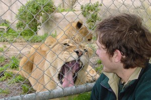 Zoo keeper looking at roaring lion