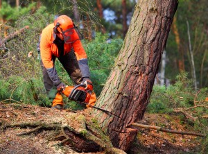 A forestry worker uses a chainsaw to cut a tree down.
