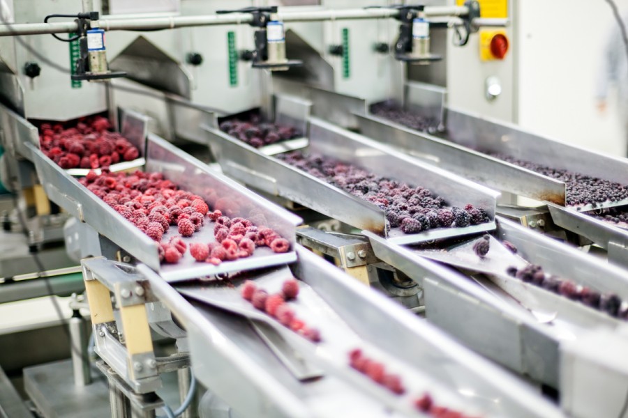 Frozen berries being sorted at a factory